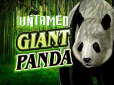 untamed giant panda